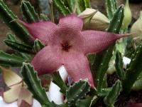 Thumbnail of 1783_Stapelia hirsuta_20141005_01-001.JPG